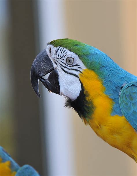 Free Photo Ara Parrot Bird Color Beak Animals Macaw Hippopx