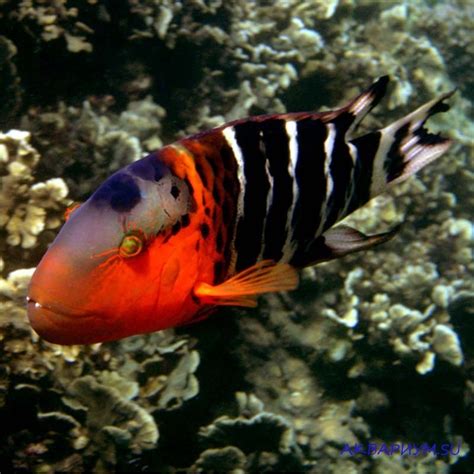 Хейлин красногрудый Cheilinus Fasciatus