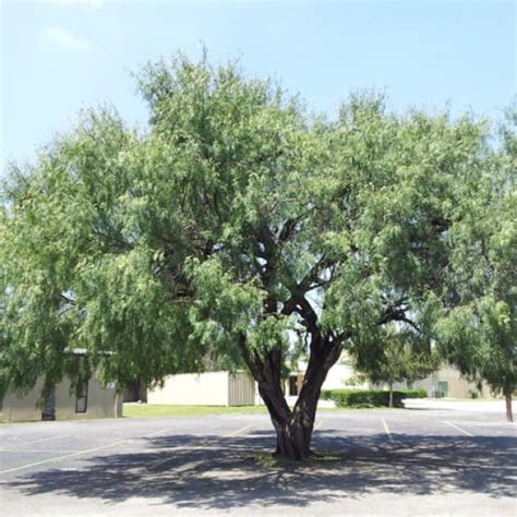 Mesquite Tree Png