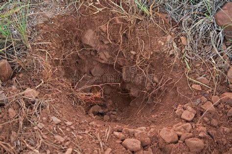 Freshly Dug Hole And Tunnel Made By An Animal Stock Photo Image Of