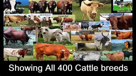 All 400 Cattle Breeds Showing All Cow Breeds In The World A To Z