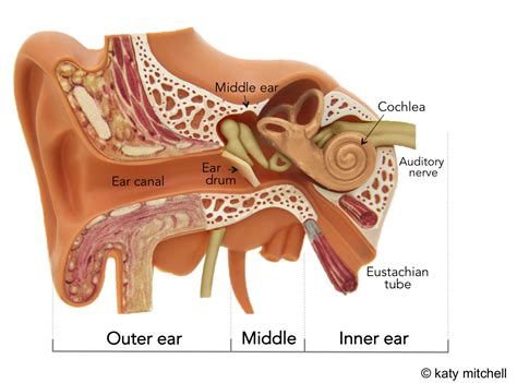 Understanding Hearing Loss Meshguides