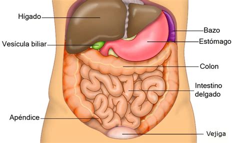Cuántos órganos tiene el sistema digestivo y cuáles son