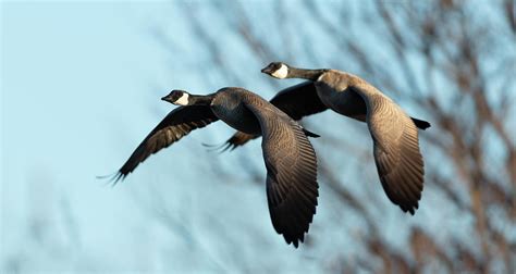 Geese Tail Gater Photograph By Gary Langley Fine Art America