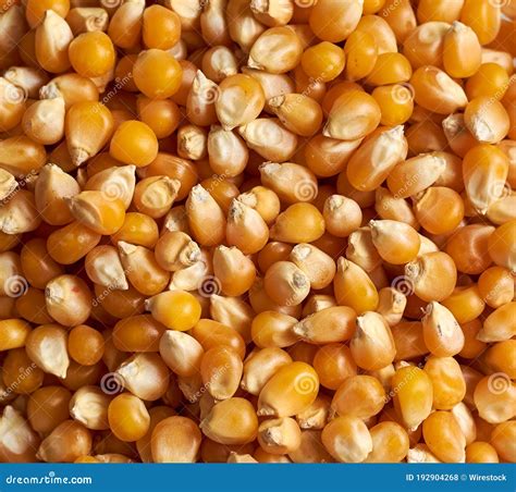 Closeup Shot Of A Pile Of Corn Kernels Stock Photo Image Of Group