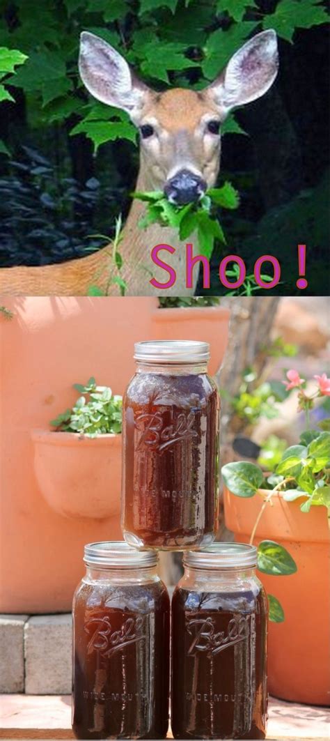 The sticky homemade deer repellent could clog your spray dispenser, so after dosing your garden, pour any remaining mixture back into the jug for storage in the. Pin on Garden