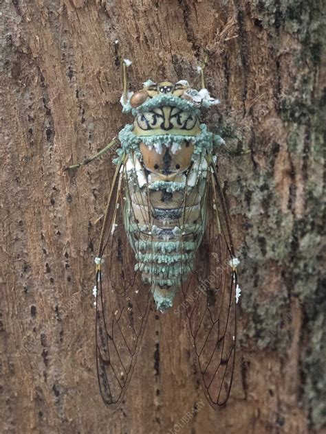 Cicada Infected With Fungus Stock Image C0394945 Science Photo