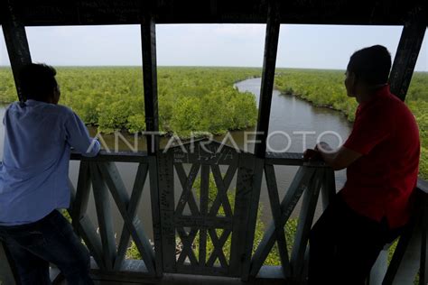 Pengembangan Wisata Mangrove Antara Foto