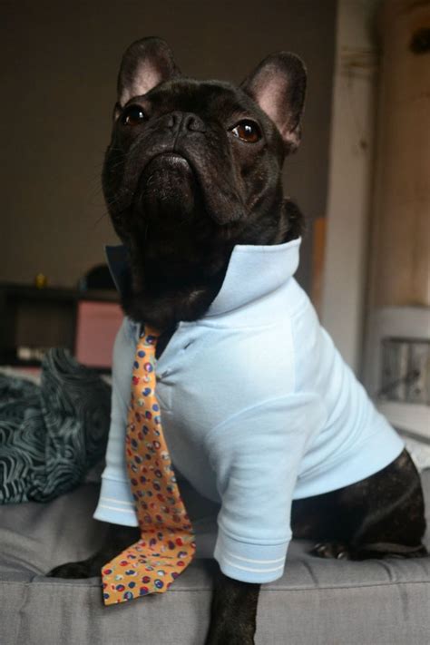 Psbattle Dog Wearing A Tie Photoshopbattles