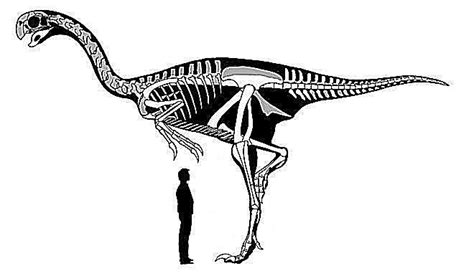 10 Facts About Gigantoraptor