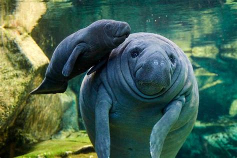 French Zoo Offers Rare Look At Baby Manatee Scientific American