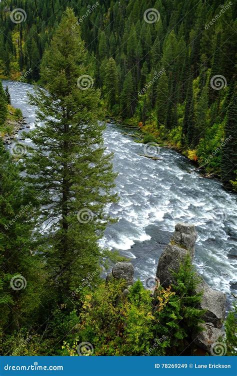 River Stream Flowing Pine Forest Mountains Stock Image Image Of Fresh