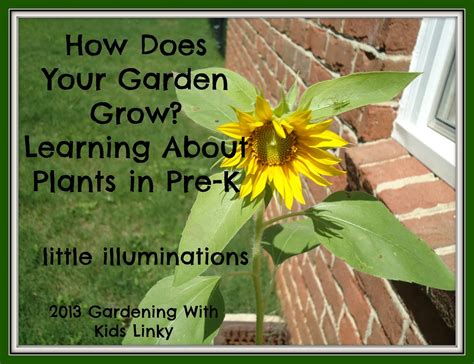 Little Illuminations How Does Your Garden Grow Learning About Plants