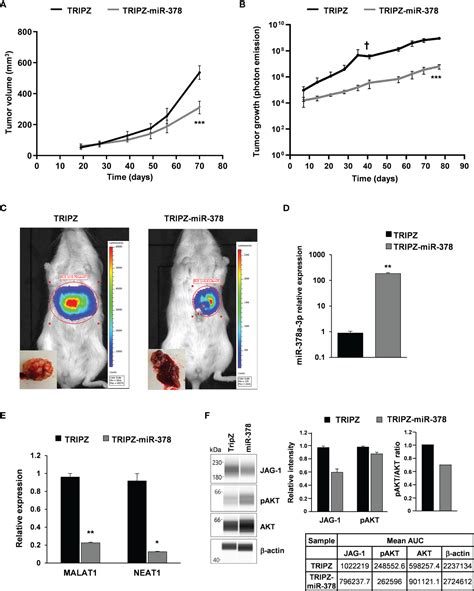 frontiers mir 378a 3p acts as a tumor suppressor in colorectal cancer stem like cells and