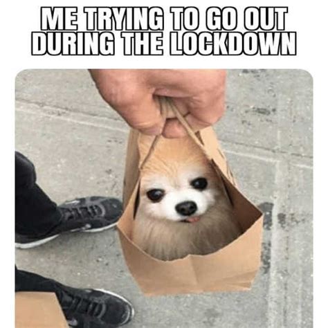 Once again i am looking at memes just to feel something. Lockdown memes|Enjoy your long confinement days