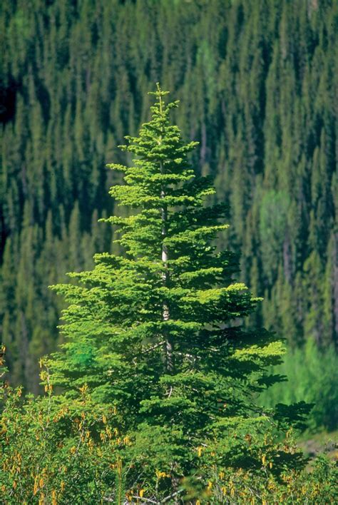 Where Does Spruce Trees Grow My Heart Lives Here
