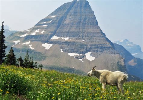 Returning To Glacier National Park For Mission Mountain Goat