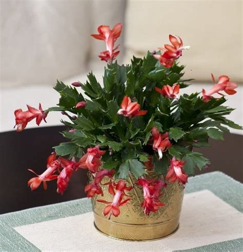 Thanksgiving and christmas cacti in the schlumbergera family. 14 Best Indoor Succulents To Grow At Home | Balcony Garden Web