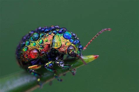 The Extremely Rare Rainbow Leaf Beetle Is A Major Treat For The Eyes
