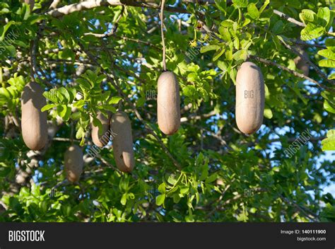 Sausage Tree Fruits Image And Photo Free Trial Bigstock