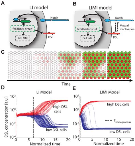 Mutual Inactivation Facilitates Lateral Inhibition Patterning With