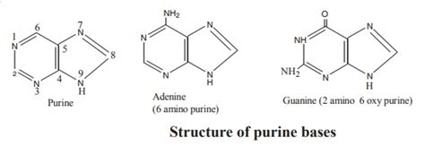 Purine Bases Structure And Properties