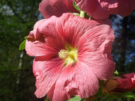 Free Images Nature Blossom Flower Petal Summer Red Botany