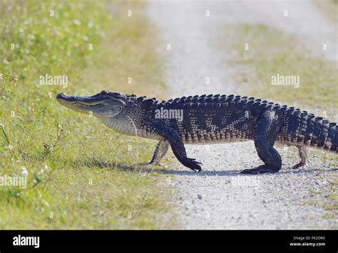 Florida Alligator Crossing The Road Stock Photo Alamy