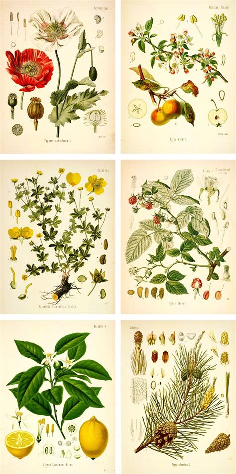 Free Vintage Botanical Printables Free Adolphe Millot Illustrated