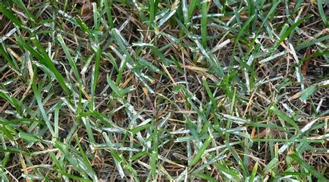 9 Common Turfgrass Diseases And How To Manage Them