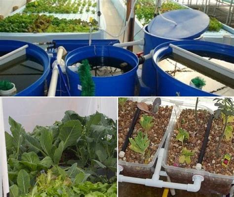 Organic Aquaponics Growing Practices For Beginners Gardening Tips