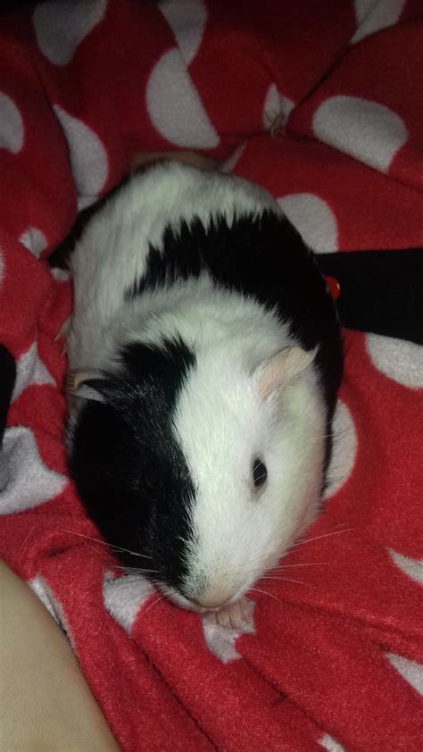 1280 x 827 jpeg 159 кб. 2 Baby long haired guinea pigs male | Stoke On Trent ...