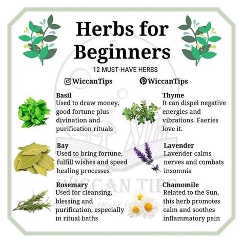 Pin By Adrian Martin On Wicca Magic Herbs Herbs Witch Herbs