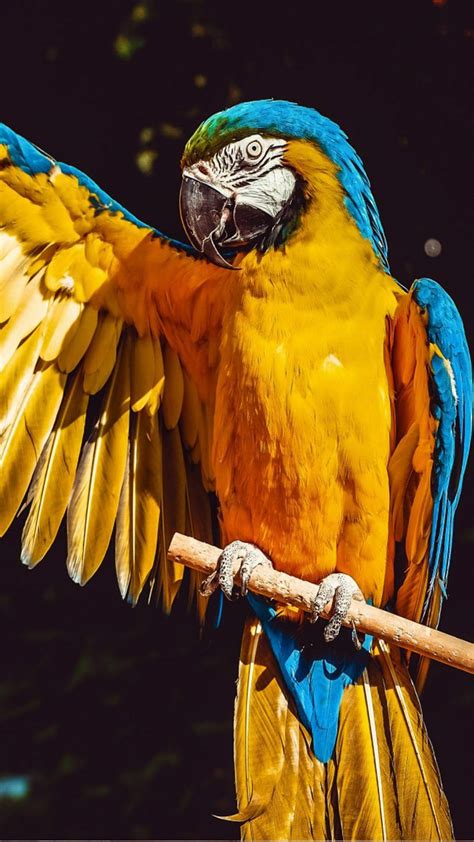 Macaw Parrot Bird 4k Ultra Hd Mobile Wallpaper Parrot Wallpaper