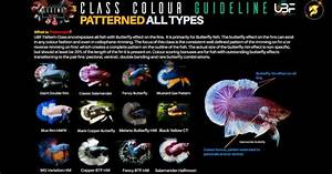 Class Color Betta Fish Guideline Patterned All Types Nice Betta