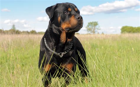 Rottweiler Breed Show Returns Highway Mail