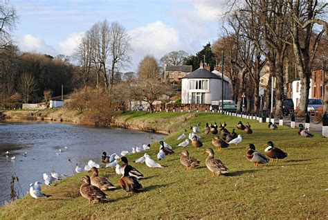 Ducks And Gulls Enjoying Some Winter Sun By The River Eden At Appleby