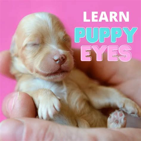 Why Do Puppies Eyes Stay Closed