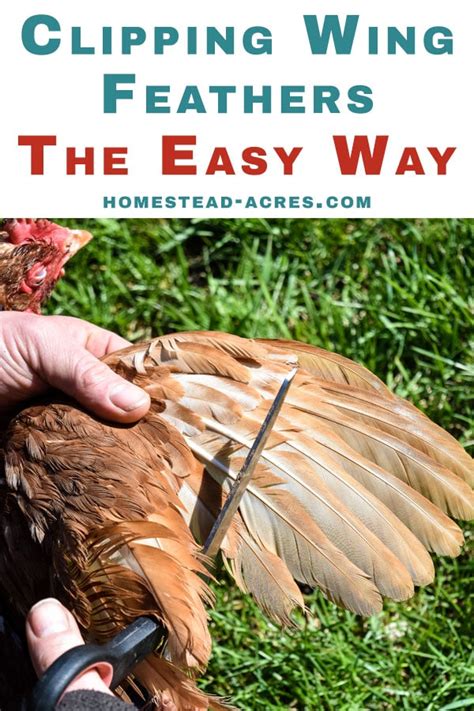 How To Clip Chickens Wings Easy Feather Clipping Homestead Acres