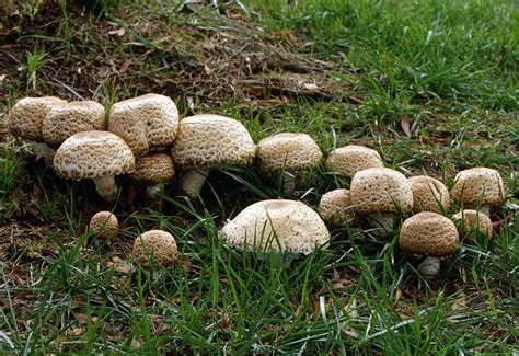 Mushroom Identification Guide North America Yoiki Guide