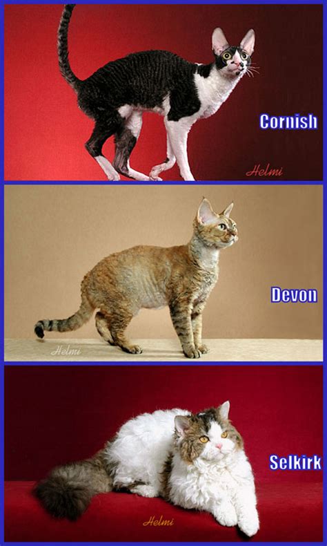 Best Pictures Of Cats And More Cornish Rex Vs Devon Rex