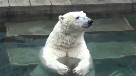 Gerda The Polar Bear Shows Her Pretty Profile To The Visitors At