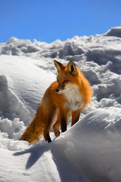 The Red Fox Catching Up Xpornxsexx