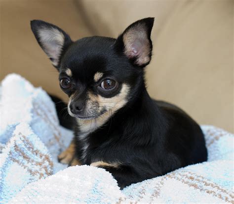 Black Chihuahua Furosemide