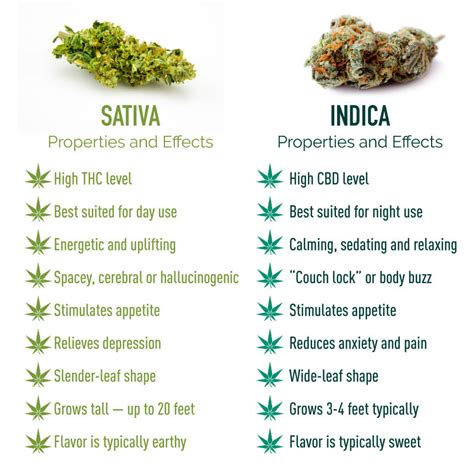 Is there even a difference between the two? Indica vs Sativa | Which Strain Is Right For You ...