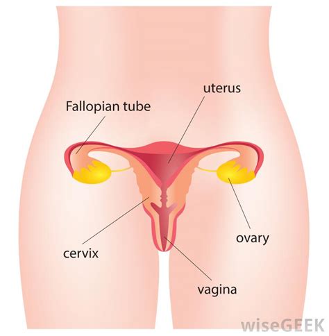 What Is The Uterine Horn With Pictures
