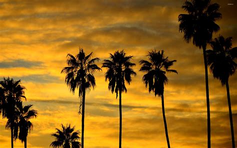 Palm Tree Silhouette At Sunset Wallpaper Nature Wallpapers 47232