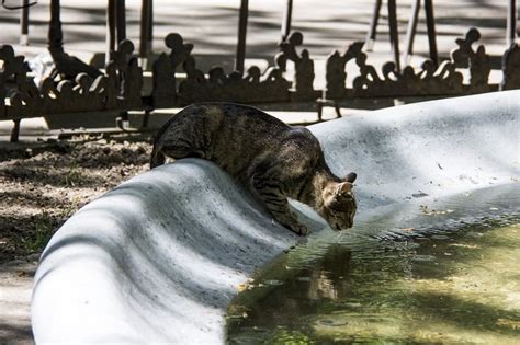 Do Tabby Cats Like Water