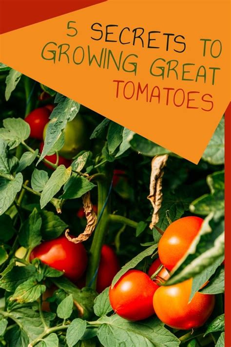 5 Secrets To Growing Great Tomatoes Little Sprouts Learning