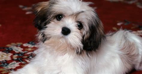 All List Of Different Dogs Breeds Havanese Dog